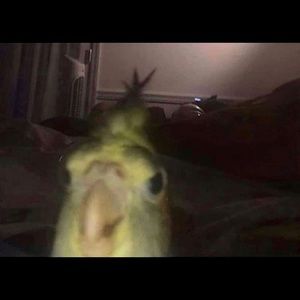 Meet your Posher, Marie